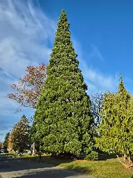 The largest Giant Sequoia outside of California, measured by diameter at breast height, can be found in Jefferson Park in Tacoma, WA. Source: (monumentaltrees.com)