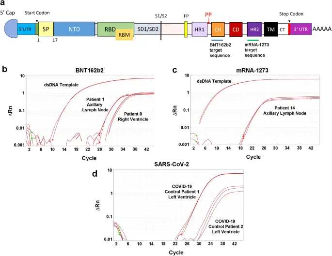 Duration of SARS-CoV-2 mRNA vaccine persistence and factors associated with cardiac involvement in recently vaccinated patients - npj Vaccines