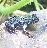 firebelliedtoads