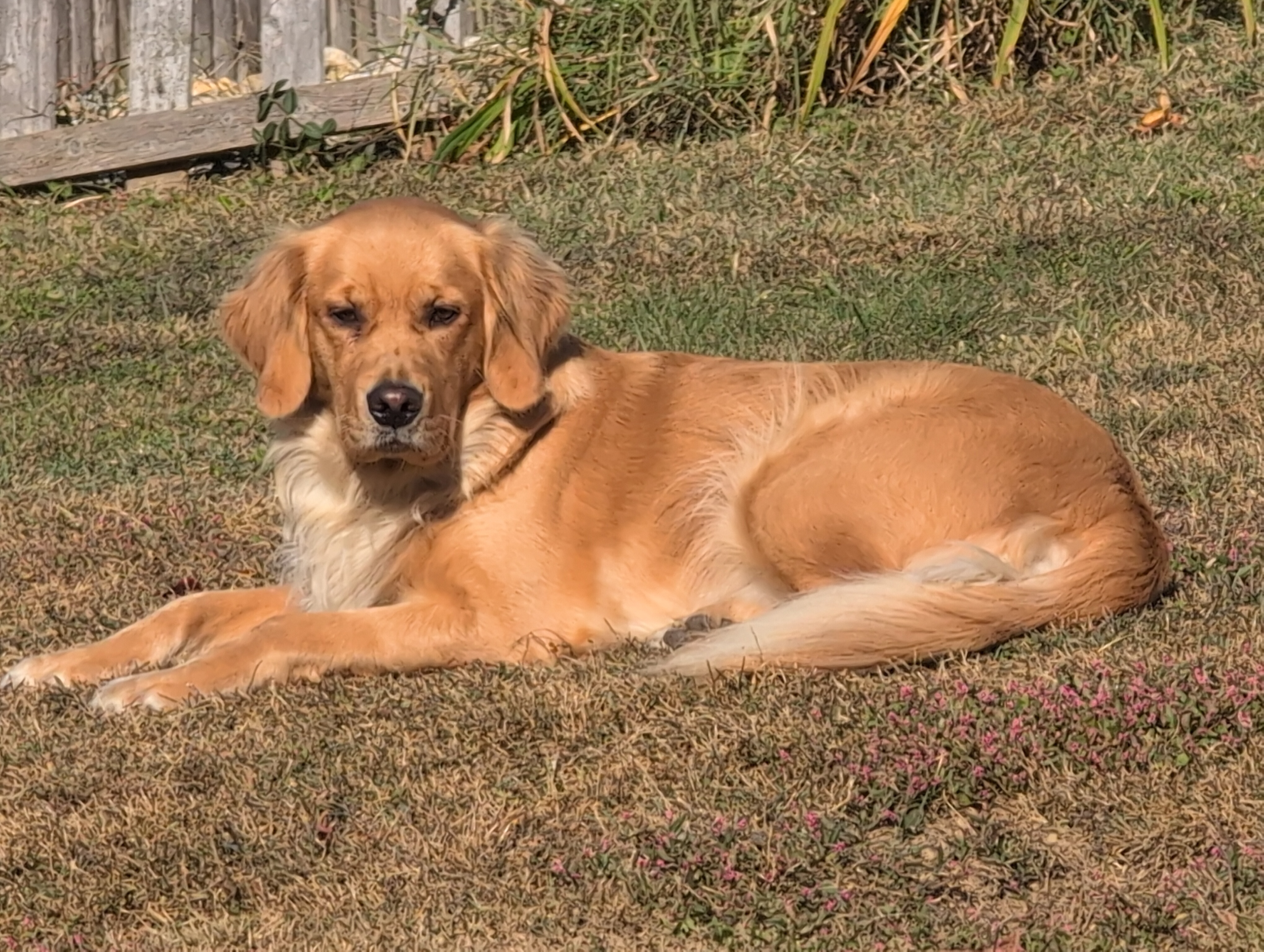 A golden retriever lying on the grass on a sunny day. The dog stares into the camera with a haughty expression.